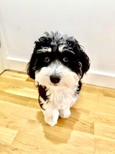 Bertie the Havanese sitting down and looking up