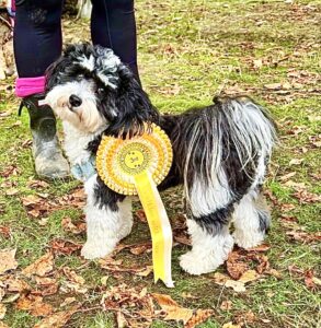 Bertie the Havanese with awards badge