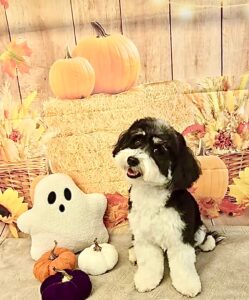 Bertie the Havanese with halloween decorations