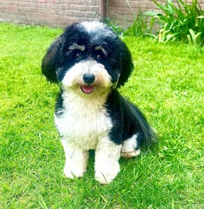 Bertie the Havanese sitting on grass