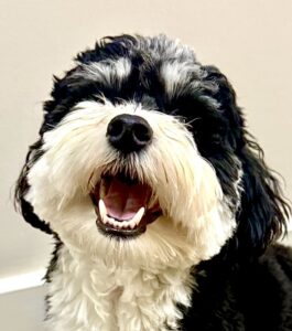 Bertie the Havanese happy face