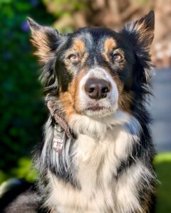 Chester the Border Collie headshot