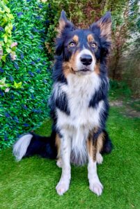 Chester the Border Collie sitting pretty in the garden
