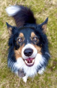Chester the Border Collie looking up