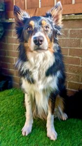 Chester the Border Collie sitting pretty frontal 