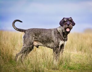Jurgen the Giant Schnauzer side profile in grass with tongue out