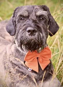Jurgen the Giant Schnauzer close up with orange bow tie