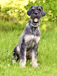 Jurgen the Giant Schnauzer sitting pretty in the grass