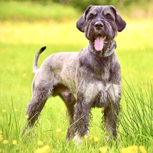 Jurgen the Giant Schnauzer standing with tongue out