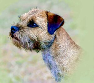 Moon the Border Terrier close up looking left