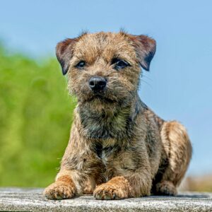Moon the Border Terrier laying down posing