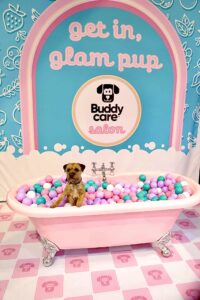 Moon the Border Terrier sitting in a bathtub of balls