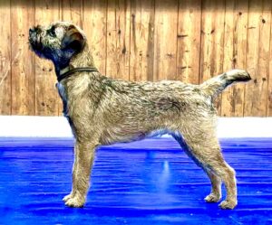 Moon the Border Terrier side profile left
