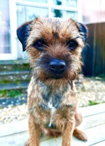 Moon the Border Terrier  close up in garden