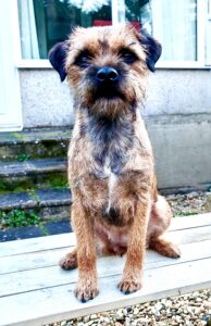 Moon the Border Terrier sitting wood