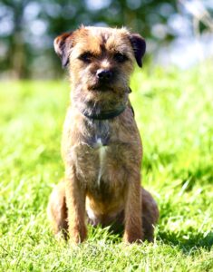 Moon the Border Terrier sitting on grass