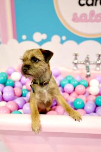 Moon the Border Terrier in a bathtub with coloured balls