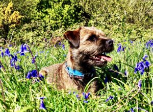 Moon the Border Terrier laying down in flowers