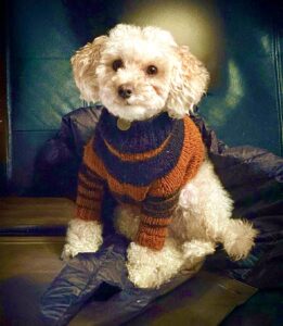 Pepi the Maltipoo posing in wooly jumper