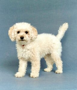 Pepi the Maltipoo standing side profile (left)
