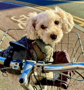 Pepi the Maltipoo sitting in a bike basket