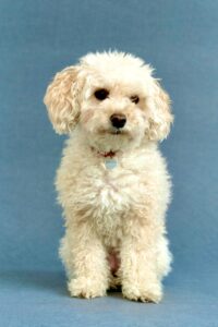 Pepi the Maltipoo sitting with head tilt
