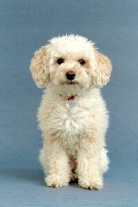 Pepi the Maltipoo sitting in front of blue background