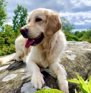 Piper the Golden Retriever laying on a rock