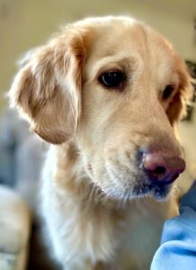 Piper the Golden Retriever close up