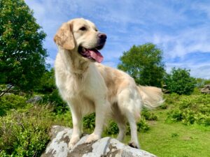 Piper the Golden Retriever standing on a rock