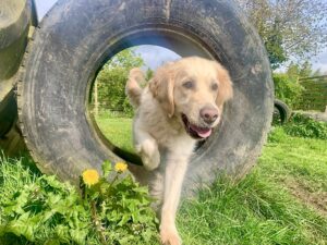 Piper the Golden Retriever going through a tire