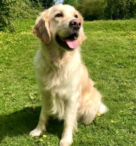 Piper the Golden Retriever posing for camera