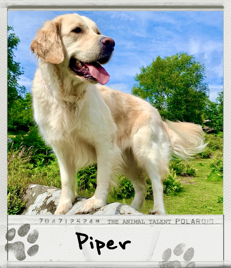 Piper the Golden Retriever Polaroid