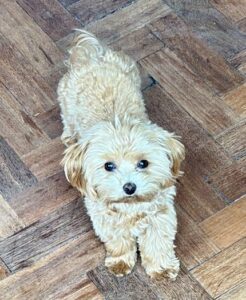 Pippa the Maltipoo lie down flat looking up