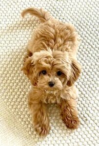 Pippa the Maltipoo laying down looking up