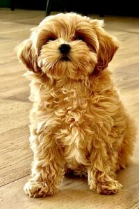 Pippa the Maltipoo sitting pretty