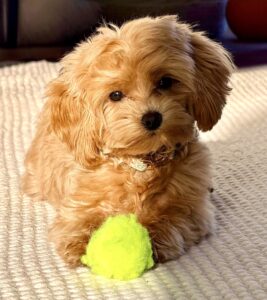 Pippa the Maltipoo posing with tennis ball