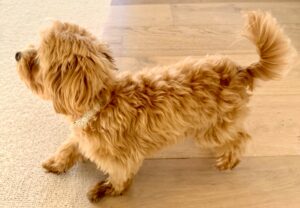 Pippa the Maltipoo side profile (left)