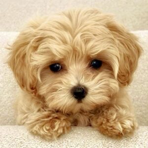 Pippa the Maltipoo sitting pretty