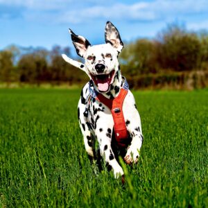 Riley the Dalmatian running happily in the grass