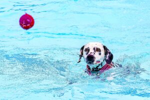 Riley the Dalmatian swimming with ball