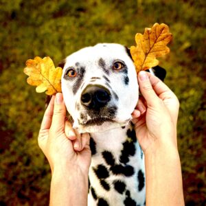 Riley the Dalmatian with leaf ears