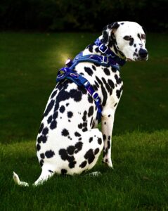 Riley the Dalmatian look back with harness