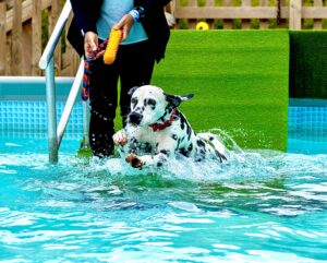 Riley the Dalmatian swimming