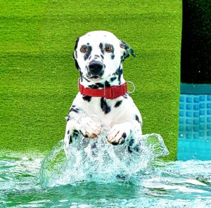 Riley the Dalmatian jumping in water