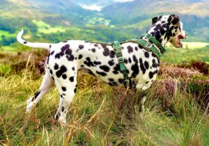 Riley the Dalmatian ide profile (right)