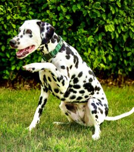 Riley the Dalmatian with paws up