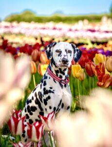 Riley the Dalmatian posing in summer flowers