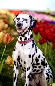 Riley the Dalmatian sitting pretty in flowers