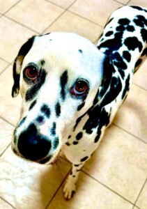 Riley the Dalmatian looking up